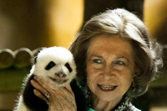La reina Sofía estrangulará a un osito panda sino se desimputa a su hija "de una puta vez"